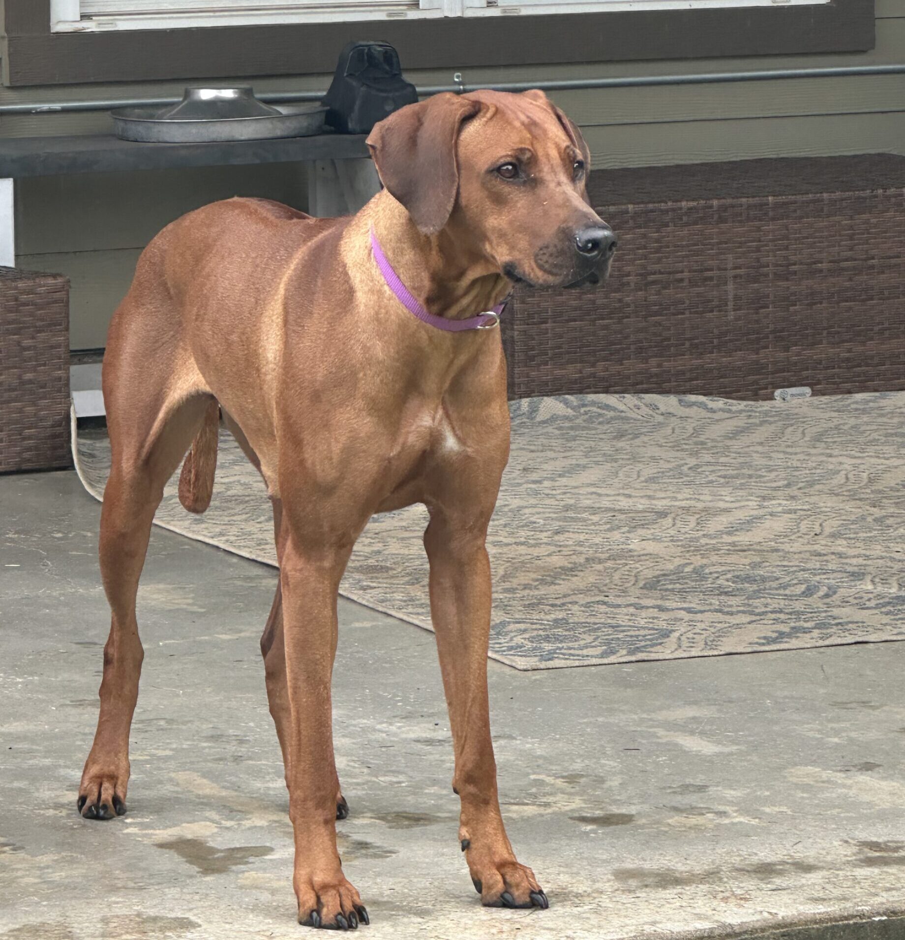 Penny